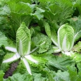 Kako i kada saditi pekinški kupus za sadnice